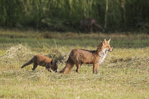 Red fox (Vulpes vulpes) female with young on a mown meadow, Allgäu, Bavaria, Germany Allgäu, Bavaria, Germany, Europe