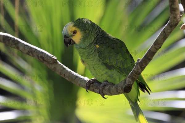 Yellow-headed Amazon (Amazona oratrix), adult, on wait, on tree, Central America, Central America