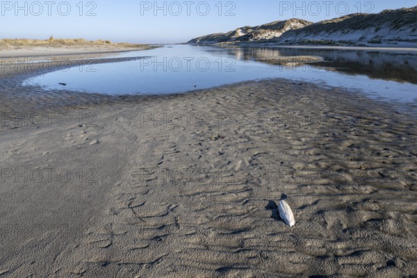 Wadden Sea with dunes, Amrum, Schleswig-Holstein, Germany, Europe
