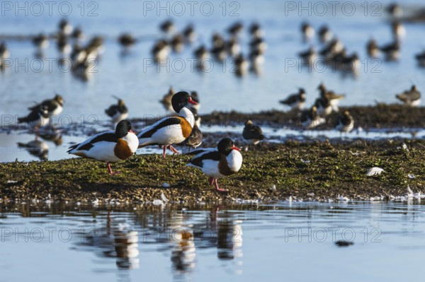 Common Shelduck, Tadorna tadorna, birds on winter marshes