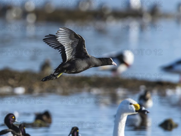Eurasian Coot, Fulica atra, bird in flight over winter marshes