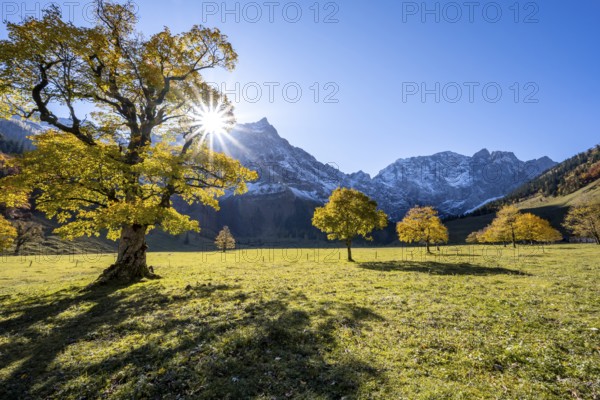 Sycamore maple with autumnal yellow foliage and Solaster endeca, large maple base in autumn, rocky mountain peaks with Spritzkarspitze in the background, Rißtal in the Eng, Tyrol, Austria, Europe