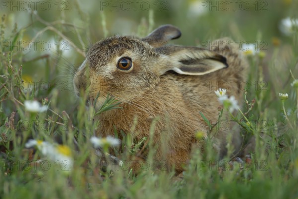 European brown hare (Lepus europaeus) adult animal resting in grassland amongst summer flowers, England, United Kingdom, Europe