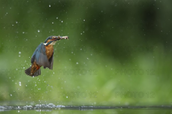 Common kingfisher (Alcedo atthis) adult bird emerging from water of a lake with a fish in its beak, England, United Kingdom, Europe