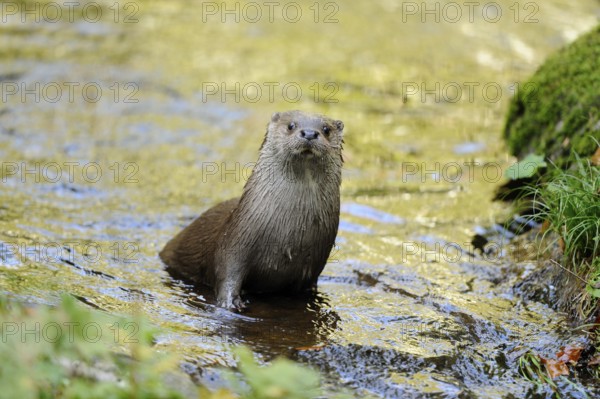 An otter stands upright in the water and attentively observes its surroundings, otter (Lutra lutra), Bavarian Forest National Park