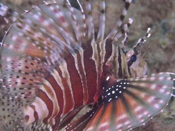 Close-up of a zebra dwarf lionfish (Dendrochirus zebra) with striking fin pattern, dive site Twin Reef, Penyapangan, Bali, Indonesia, Asia