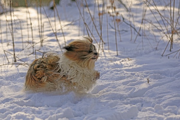 Lhasa Apso, Lhasa terrier, lion dog, Tibet, snow
