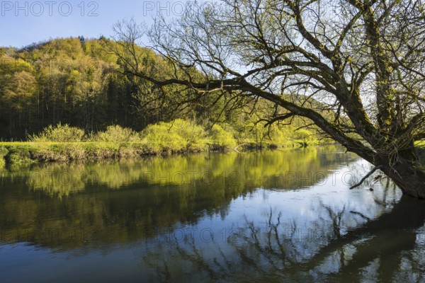 Upper Danube nature park Park, willow (Salix spec.), in spring, Swabian Alb, Baden-Wuerttemberg, Germany, Europe