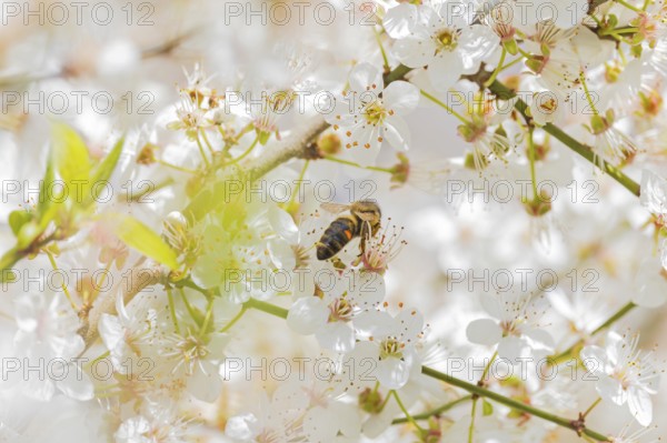 Western honey bee (Apis mellifera) fruit blossom, petals, honey bee, beekeeper, organic honey, health, food, pollination, mass harvesting, fruit tree, organic shop, bee diseases, varroa mite, biosphere reserve, Saxony-Anhalt, Germany, Europe