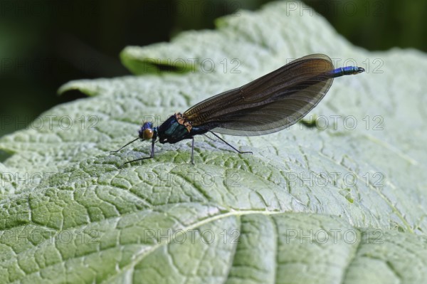 Blue-winged damselfly with closed wings on a leaf, close-up, Wilnsdorf, North Rhine-Westphalia, Germany, Europe