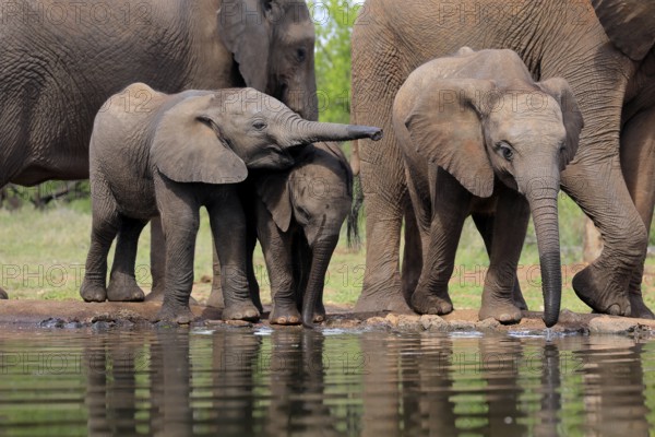 African elephant (Loxodonta africana), three young animals, at the water, drinking, group, Kruger National Park, Kruger National Park, South Africa, Africa