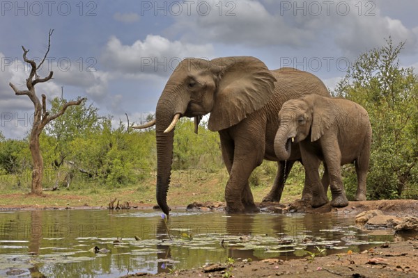 African elephant (Loxodonta africana), adult, bull, male, young, bull with young, at the water, drinking, Kruger National Park, Kruger National Park, South Africa, Africa