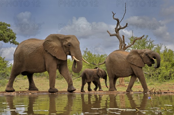 African elephant (Loxodonta africana), adult, female, mother, male, bull, young animal, mother with young animal and young bull, at the water, drinking, Kruger National Park, Kruger National Park, South Africa, Africa