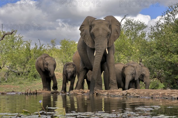 African elephant (Loxodonta africana), adult, female, mother, young, mother with young, at the water, drinking, Kruger National Park, Kruger National Park, South Africa, Africa