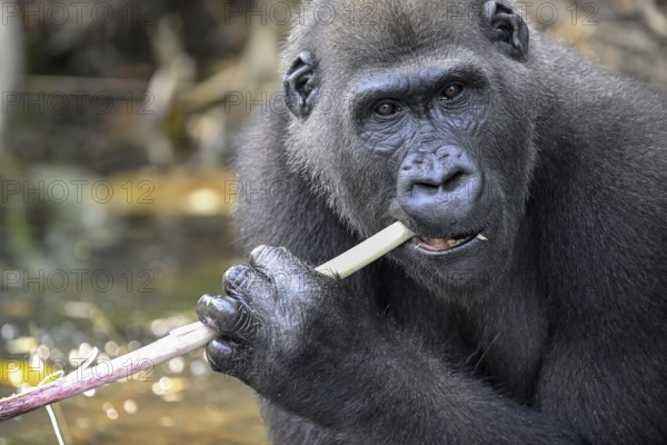 Western lowland gorilla (Gorilla gorilla gorilla) eating, male animal, Réserve Lésio-Louna nature reserve, near Moembe, Plateau department, Republic of Congo
