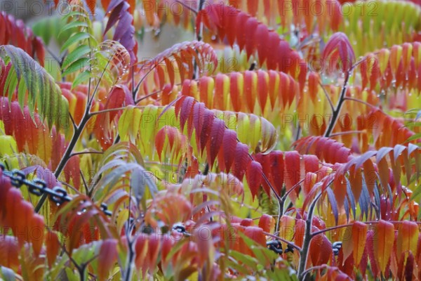 Vinegar tree after rain in autumn, Germany, Europe