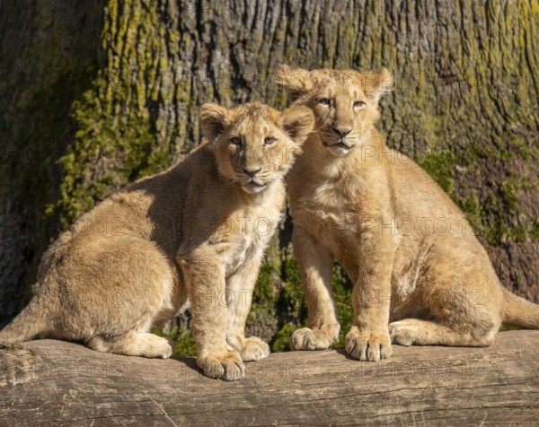 Asiatic Lion (Panthera leo persica), two cubs sitting on a tree trunk and looking attentively, occurring in India, captive