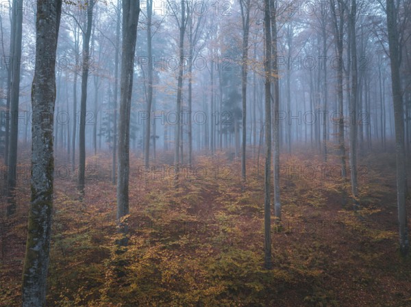 Picturesque foggy forest with autumnal trees and colourful foliage, Gechingen, Black Forest, Germany, Europe