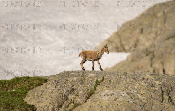 Alpine ibex (Capra ibex), young animal on a rock, in the morning light, Mont Blanc massif, Chamonix, France, Europe