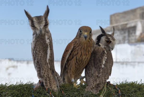 Two owls and a falcon side by side on a green background against an urban backdrop in daylight, captivity, Arcos de la Frontera, Cadiz province, Cadiz, Andalusia, Spain, Europe