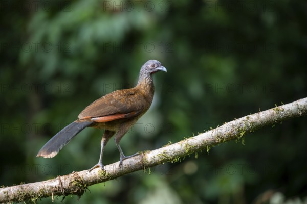 Grey-headed guan (ortalis cinereiceps), bird sitting on a branch, Heredia province, Costa Rica, Central America
