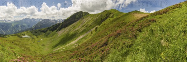 Alpine rose blossom, panorama from the Fellhorn over the Schlappoldsee and mountain station of the Fellhornbahn to the central main ridge of the Allgäu Alps