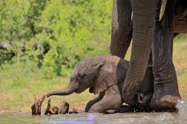 African elephant (Loxodonta africana), young animal, calf, baby elephant, mother, young animal with mother, at the water, Kruger National Park, Kruger National Park, South Africa, Africa