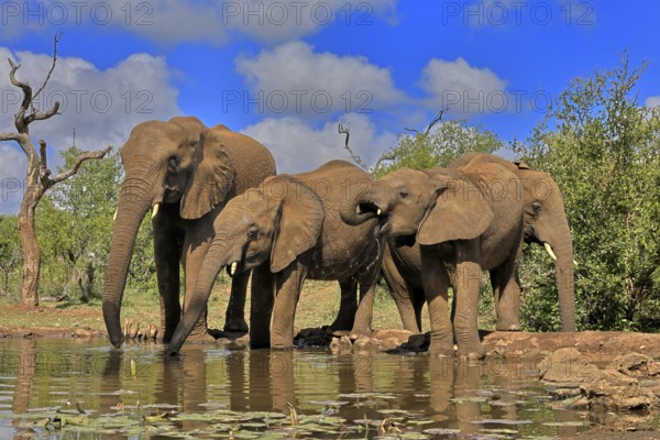 African elephant (Loxodonta africana), adult, juvenile, group with juveniles, at the water, drinking, group, Kruger National Park, Kruger National Park, South Africa, Africa