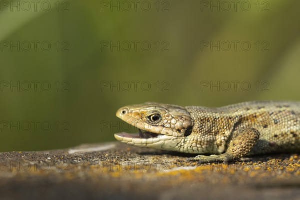 Common lizard (Zootoca vivipara) adult reptile with its mouth open on a wooden sleeper, England, United Kingdom, Europe