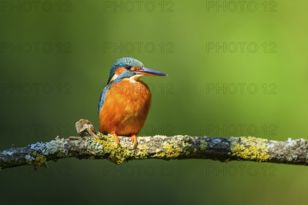 Common kingfisher (Alcedo atthis) sitting on a branch with autumncolours, wildife, Catalonia, Spain, Europe