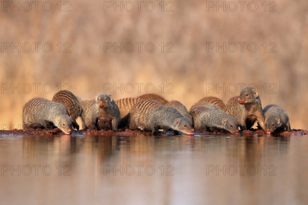 Zebra mongoose (Mungos mungo), adult, group, at the water, drinking, Kruger National Park, Kruger National Park, Kruger National Park South Africa