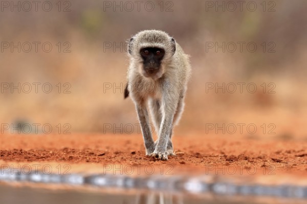 Vervet Monkey (Chlorocebus pygerythrus), adult, at the water, alert, Kruger National Park, Kruger National Park, Kruger National Park South Africa