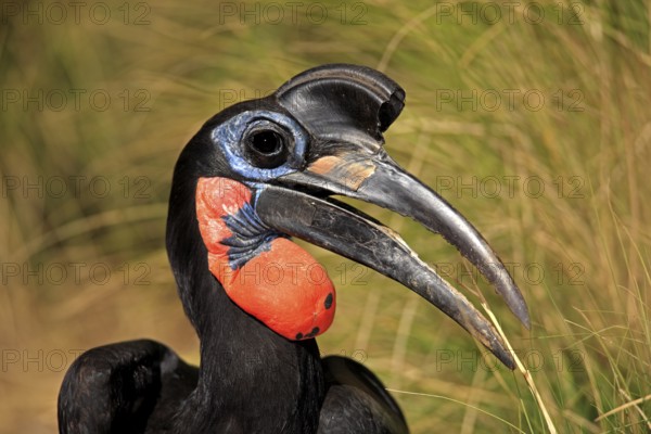 Red-faced Hornbill (Bucorvus leadbeateri), Red-cheeked Hornbill, Southern ground hornbill, Kaffir Hornbill, adult, portrait, Kruger National Park, Kruger National Park, South Africa, Africa