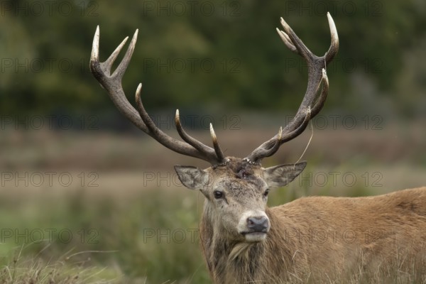 Red deer (Cervus elaphus) adult male stag animal portrait, England, United Kingdom, Europe