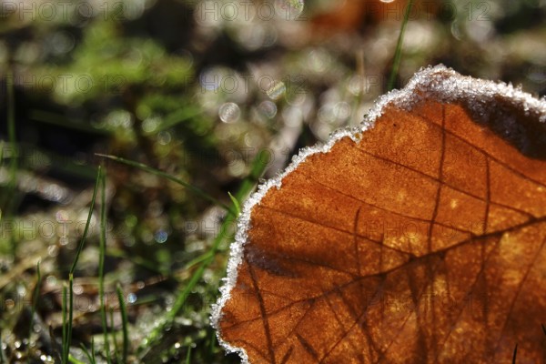 Beautiful hoarfrost, winter, Germany, Europe