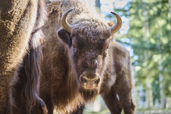European bison (Bison bonasus) portrait in a forest in spring, Bavarian Forest, Germany, Europe