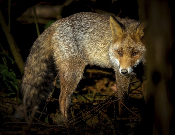 Red fox (Vulpes vulpes) standing in the thicket of the forest, hiding, curious, many branches around, Bochum, North Rhine-Westphalia, Germany, Europe