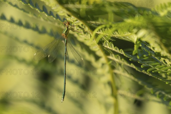 Emerald damselfly (Lestes sponsa) adult insect on a Bracken plant leaf in the summer, England, United Kingdom, Europe