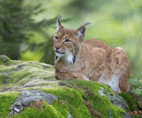 Eurasian lynx (Lynx lynx) lying on a moss-covered rock in the forest and looking attentively, captive, Bavarian Forest National Park, Bavaria, Germany, Europe