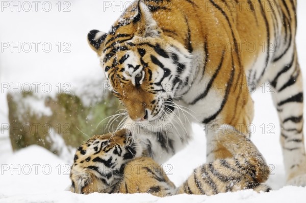 A tiger gently interacting with a young in a snowy forest, Siberian tiger (Panthera tigris altaica), captive, occurring in Russia, North Korea and China