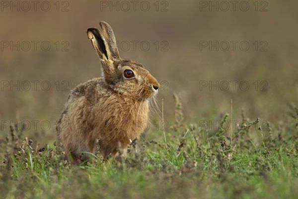 European brown hare (Lepus europaeus) adult animal in grassland in summer, England, United Kingdom, Europe