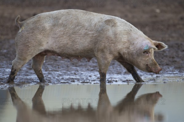 Domestic pig (Sus scrofa domesticus) adult farm animal standing by a puddle in a muddy field, England, United Kingdom, Europe