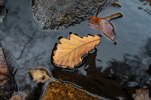 Close-up of an autumn leaf in water with reflective surrounding details and calm atmosphere, Black Forest, Germany, Europe