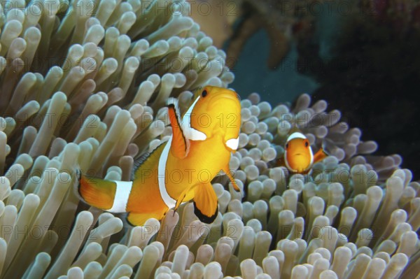 Ocellaris Clownfish (Amphiprion ocellaris) in a sea anemone, dive site Coral Garden, Menjangan, Bali, Indonesia, Asia