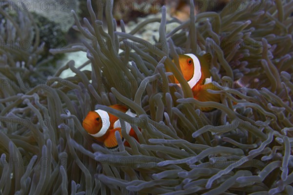 Two Ocellaris Clownfish (Amphiprion ocellaris) swimming between the tentacles of a sea anemone, dive site SD, Nusa Ceningan, Nusa Penida, Bali, Indonesia, Asia
