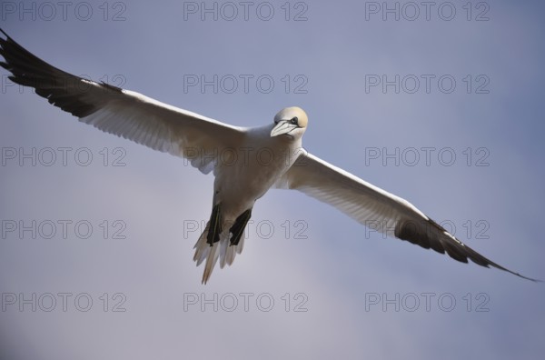 Northern gannet (Morus bassanus) flying near Heligoland, Schleswig-Holstein, Germany, Europe
