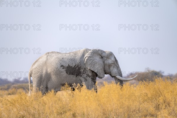 African elephant (Loxodonta africana), among dry grass, Nxai Pan National Park, Botswana Botswana