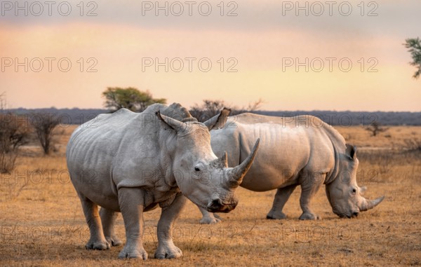 Southern white rhinoceros (Ceratotherium simum simum), two rhinos at sunset, Khama Rhino Sanctuary, Serowe, Botswana, Africa