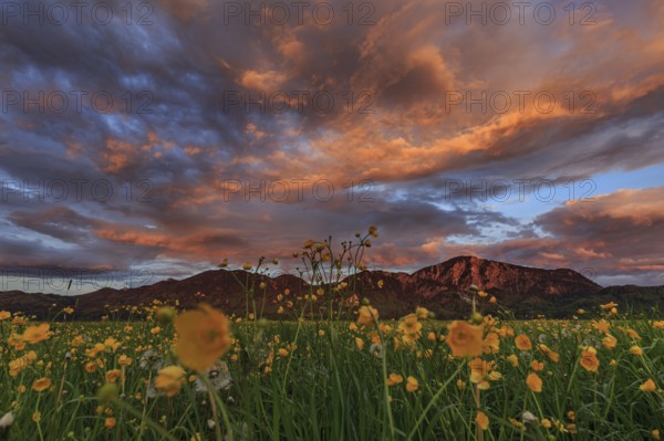 Flower meadow, cloudy mood, evening light, mountains, summer, Loisach-Lake Kochel moor, Kochler mountains, Alpine foothills, Bavaria, Germany, Europe