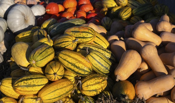 Various pumpkins for sale, butternut, butternut, red hokkaido, spaghetti squash, retail, Stuttgart, Baden-Württemberg, Germany, Europe